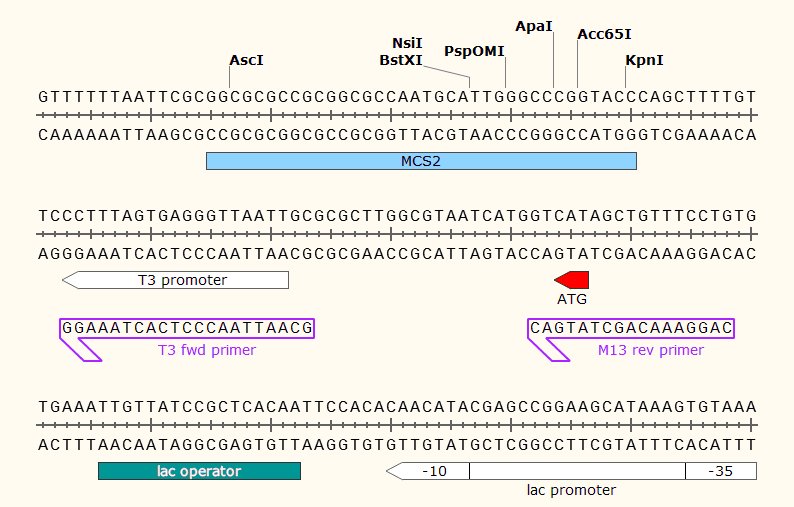 pCS107 多克隆位点2 点击看大图 pCS107 多克隆位点
2